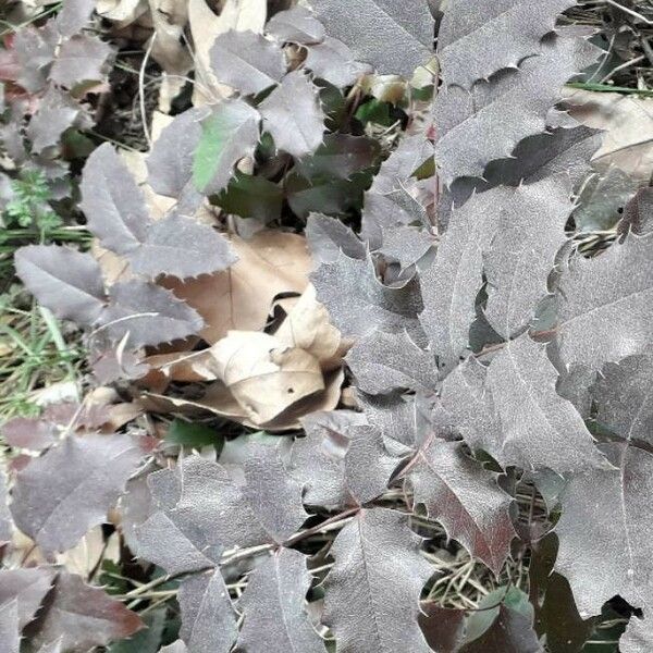 Berberis aquifolium Leaf