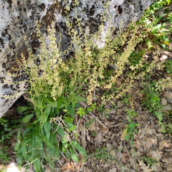 Rumex intermedius Fleur