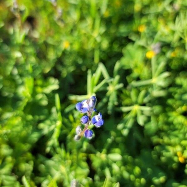 Lupinus bicolor Fiore