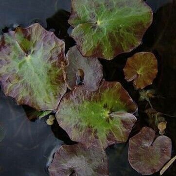 Nymphoides peltata List