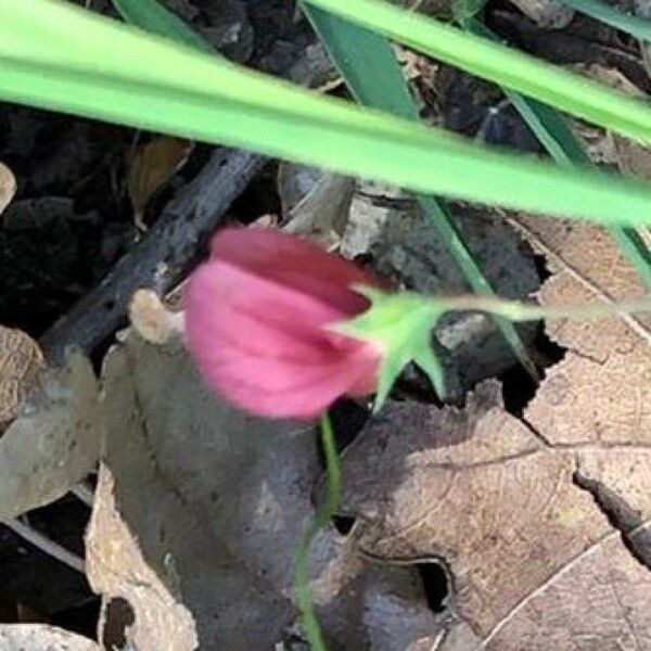 Lathyrus setifolius Blomst