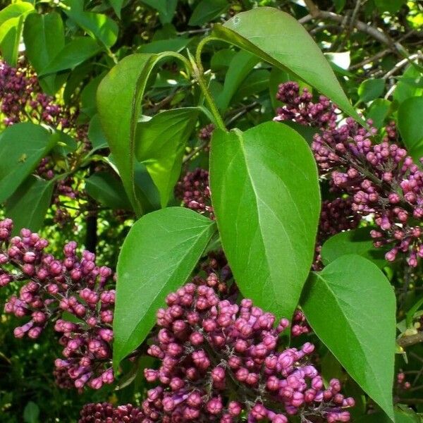 Syringa vulgaris Frunză