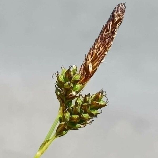 Carex caryophyllea Kwiat