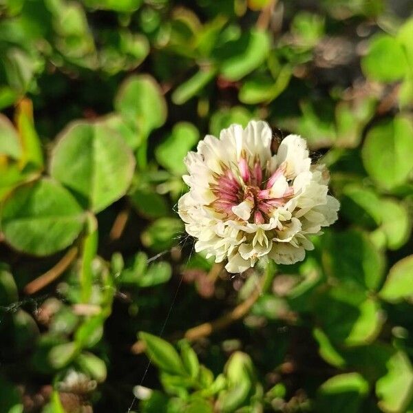 Trifolium repens Blomst