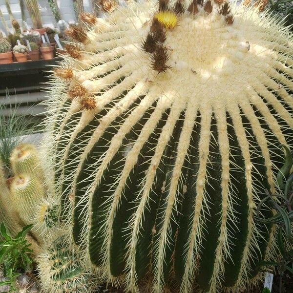 Echinocactus grusonii موطن