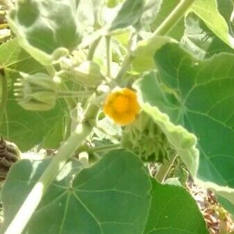 Abutilon theophrasti Fruit