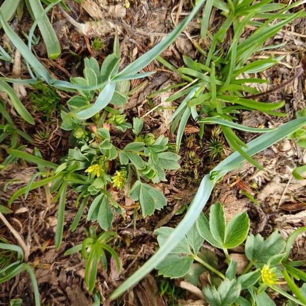 Sibbaldia procumbens Flor