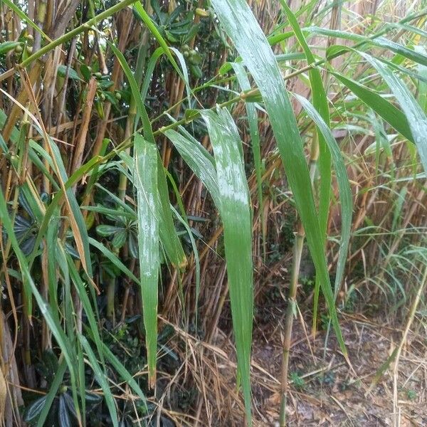 Arundo donax Lehti