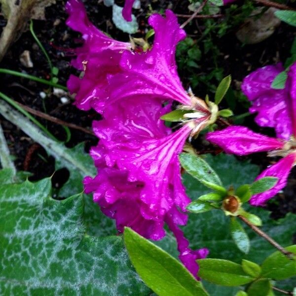 Rhododendron ferrugineum Flower