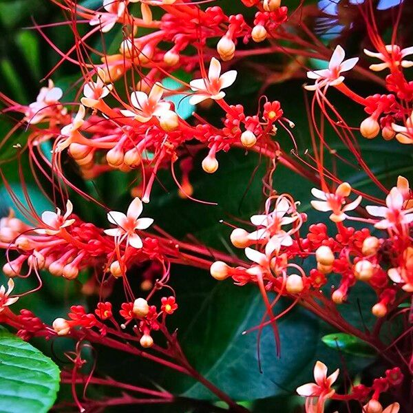 Clerodendrum paniculatum Blomma