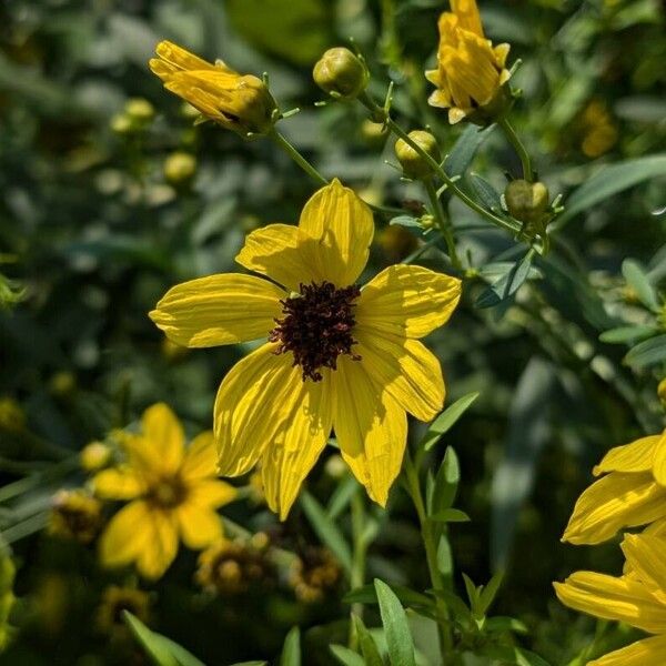 Coreopsis tripteris Цвят