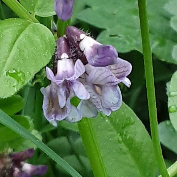 Vicia sepium 花