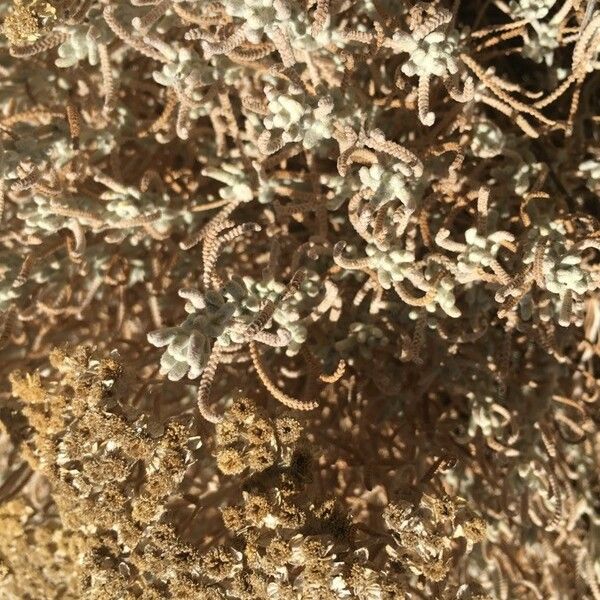 Achillea cretica Blad