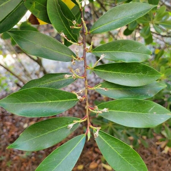 Prunus caroliniana Foglia