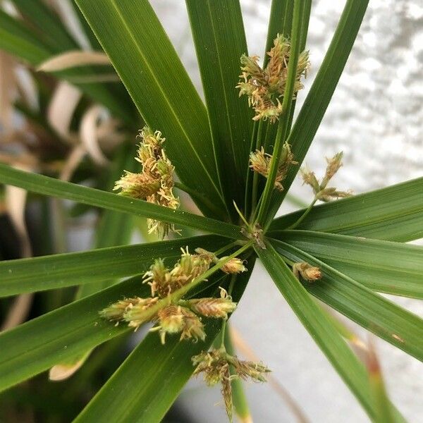 Cyperus alternifolius ᱵᱟᱦᱟ