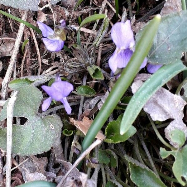 Viola odorata Flower