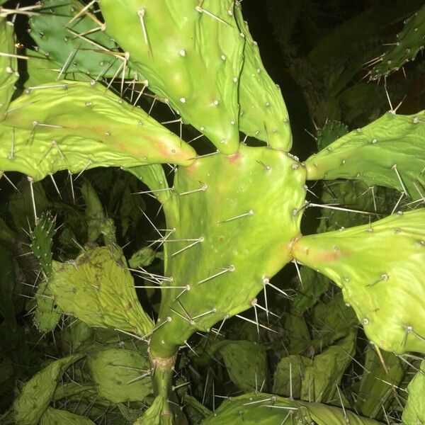 Opuntia elatior Folha