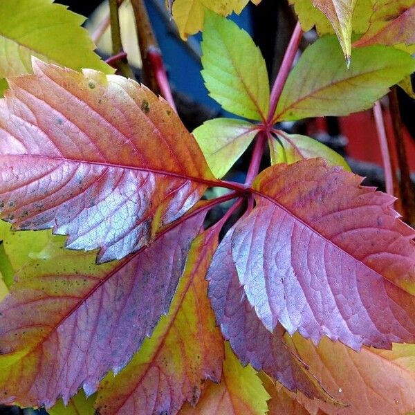 Parthenocissus quinquefolia Leaf