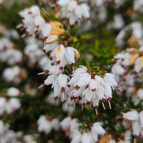 Erica lusitanica Flower