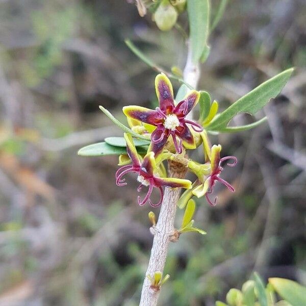 Periploca laevigata Blüte