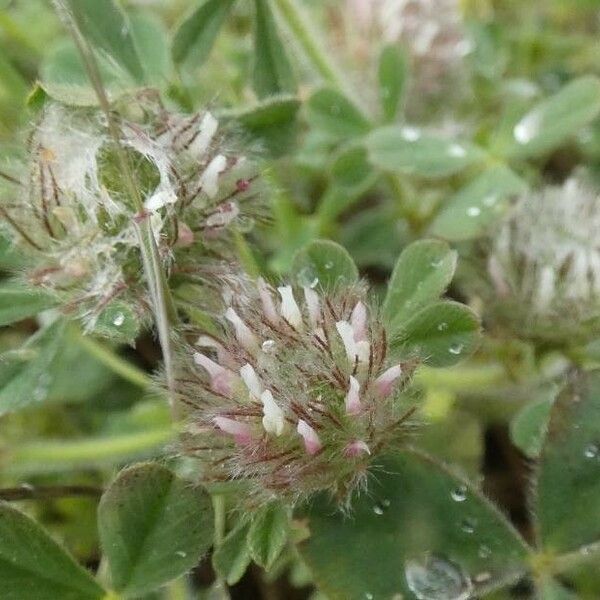 Trifolium cherleri Blomst