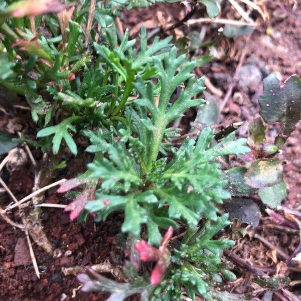 Lobelia erinus Blad