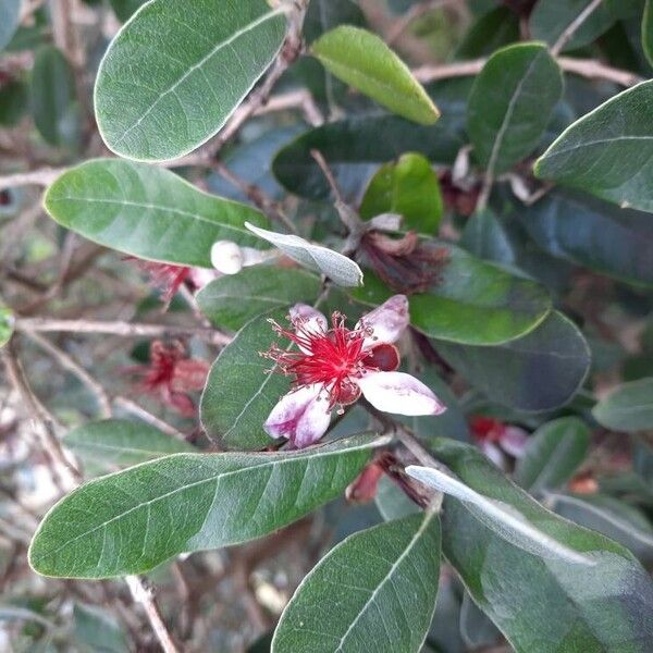 Feijoa sellowiana 花