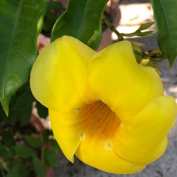 Allamanda cathartica Flor