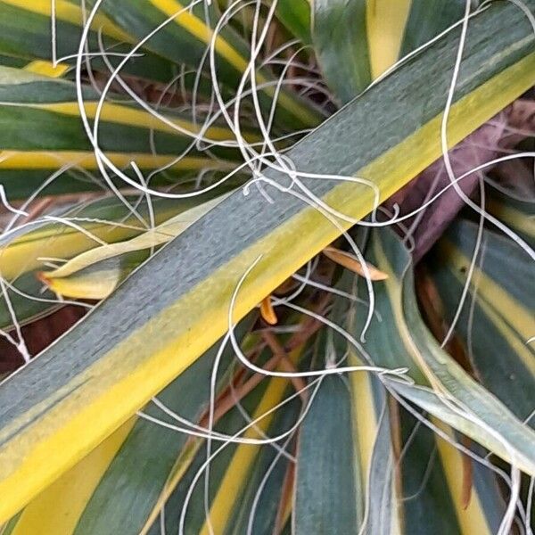 Yucca filamentosa 其他