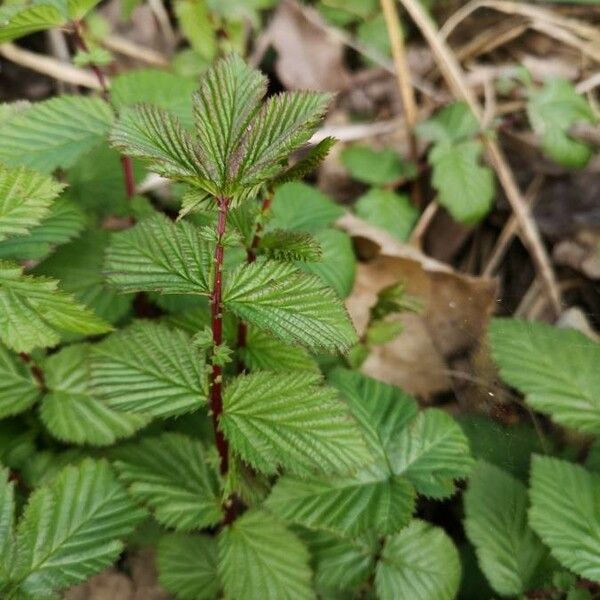 Filipendula ulmaria Yaprak