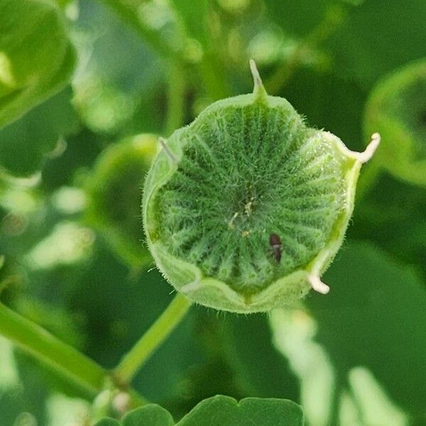 Abutilon grandiflorum Fruit