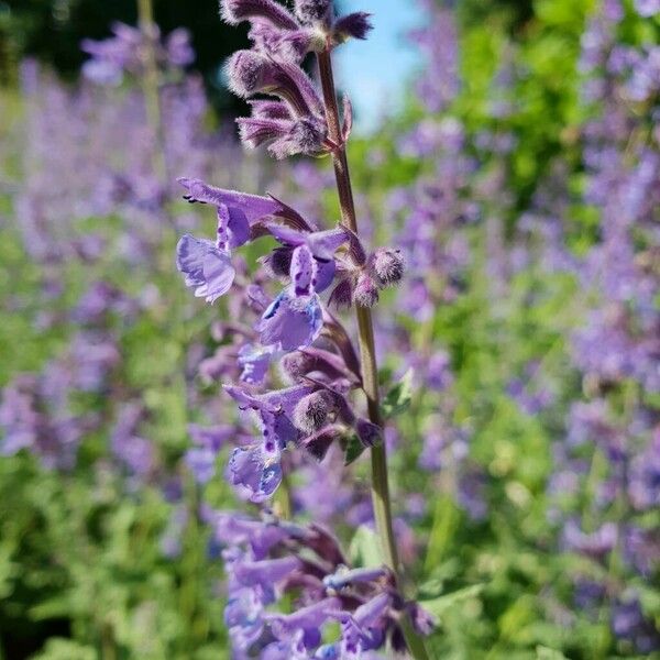 Nepeta racemosa Flower