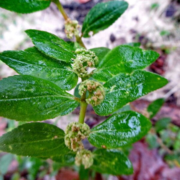 Euphorbia hirta Žiedas