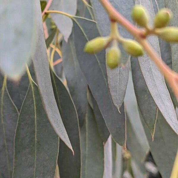 Eucalyptus tereticornis Blad