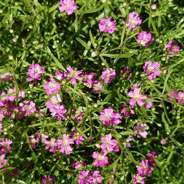 Gypsophila muralis Квітка