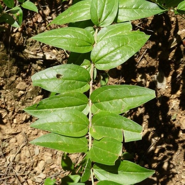 Coriaria myrtifolia Fuelha