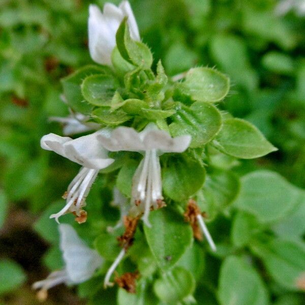 Ocimum basilicum 花