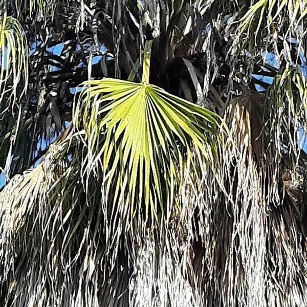 Washingtonia robusta Liść