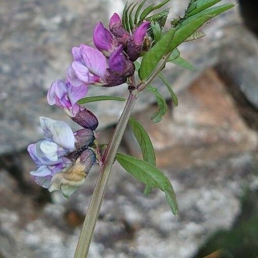 Vicia sepium 花