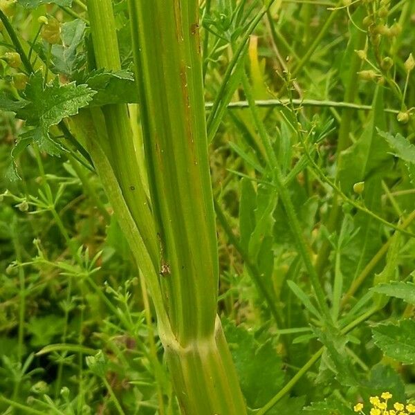 Pastinaca sativa Bark