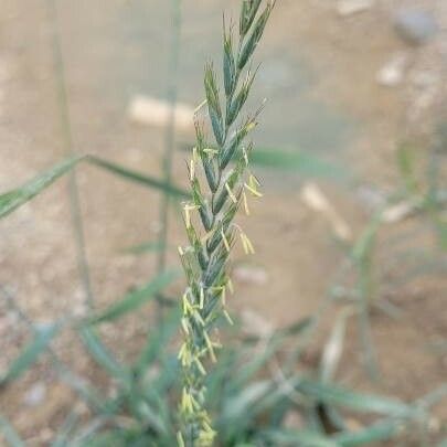 Elytrigia repens Flower