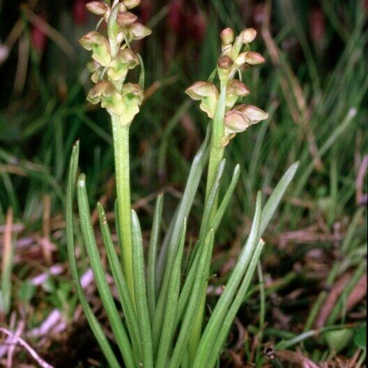 Chamorchis alpina Vekstform