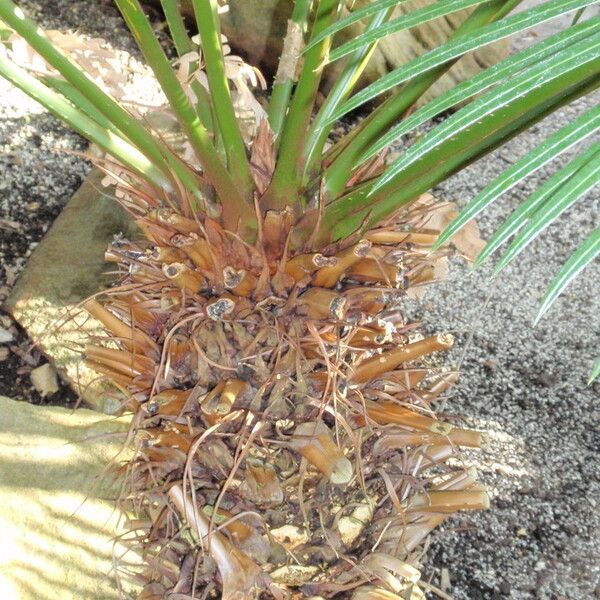 Cycas silvestris