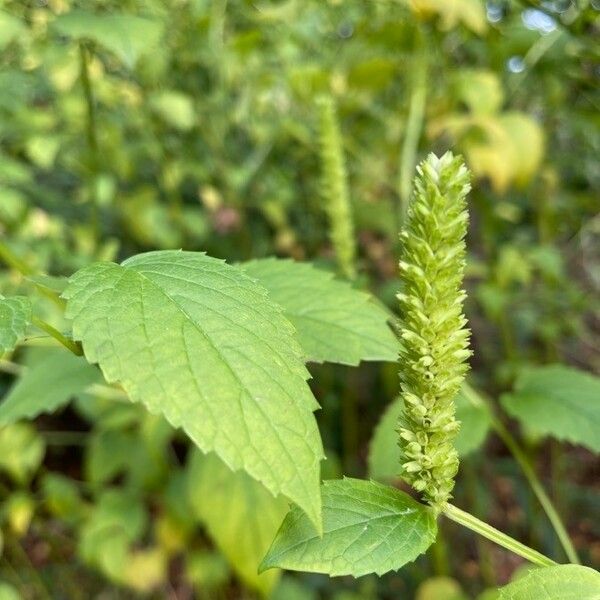 Agastache nepetoides Feuille