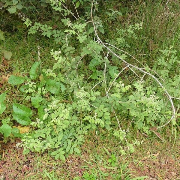 Rubus apetalus Habitus