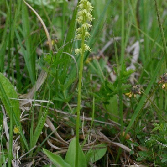 Herminium monorchis Habit