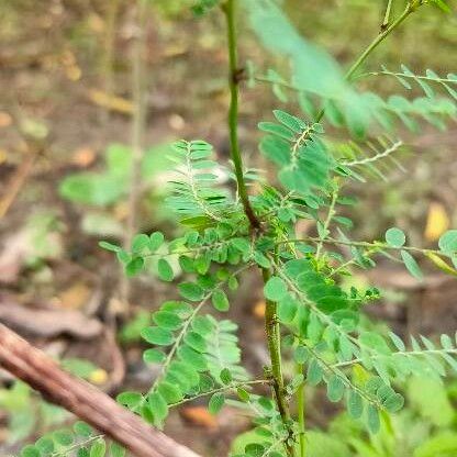 Phyllanthus niruri Лист