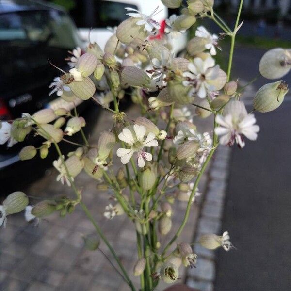 Silene vulgaris फूल