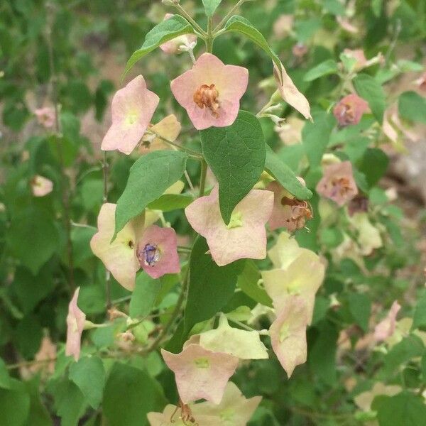 Karomia speciosa Flower