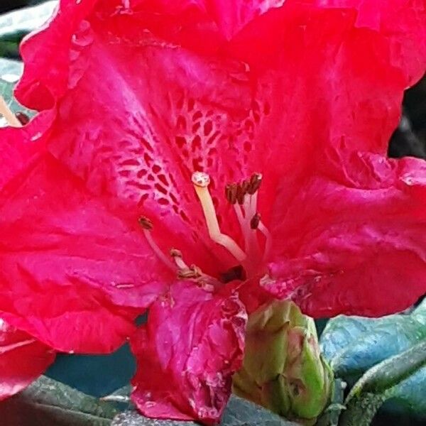 Rhododendron arboreum Цвят